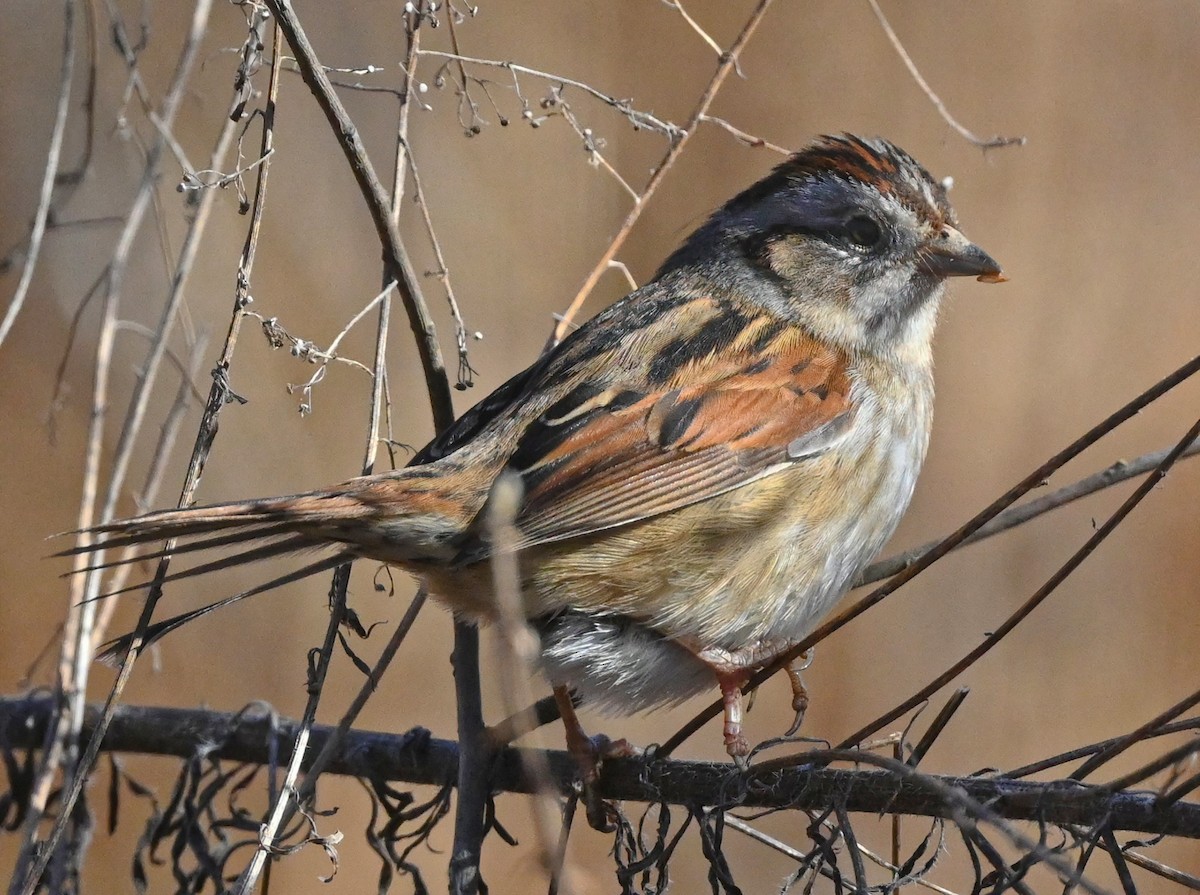 Swamp Sparrow - ML405273131