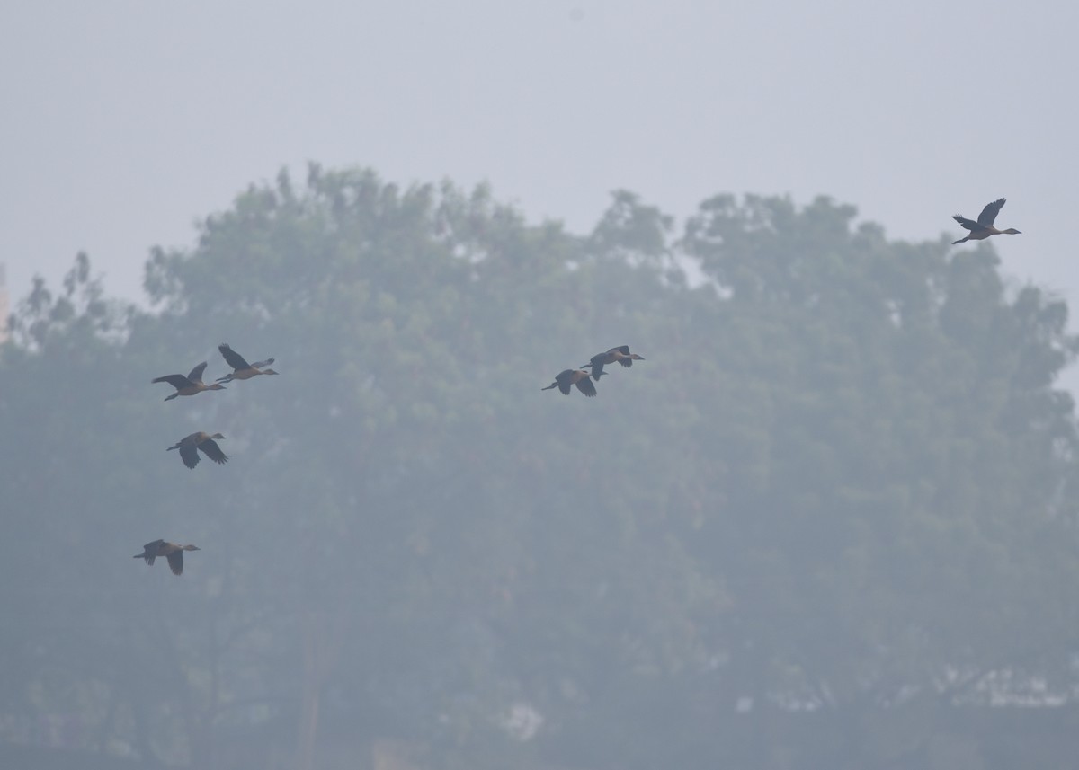 Fulvous Whistling-Duck - ML405274611