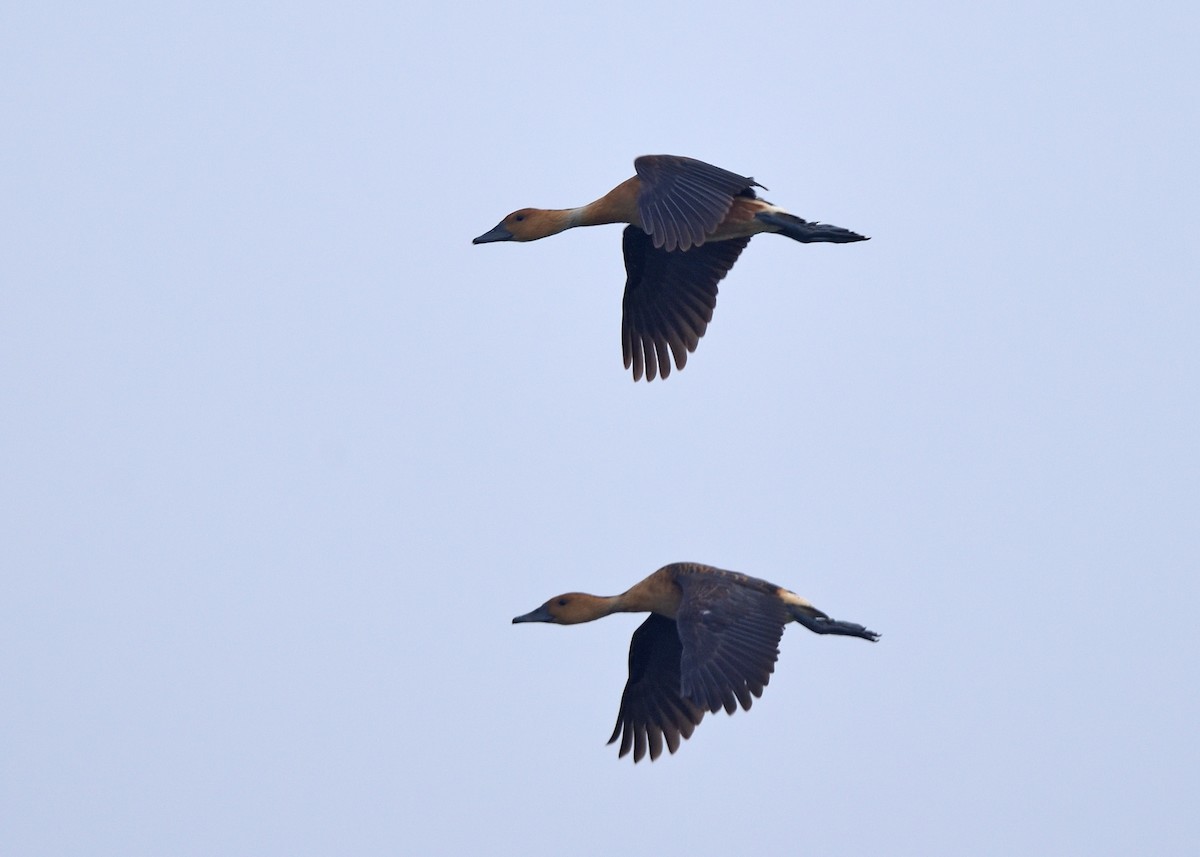 Fulvous Whistling-Duck - ML405274651