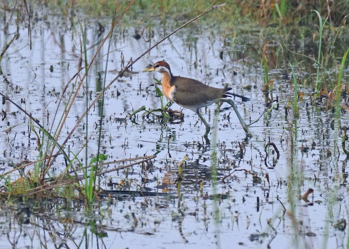 Bronzeblatthühnchen - ML405274811