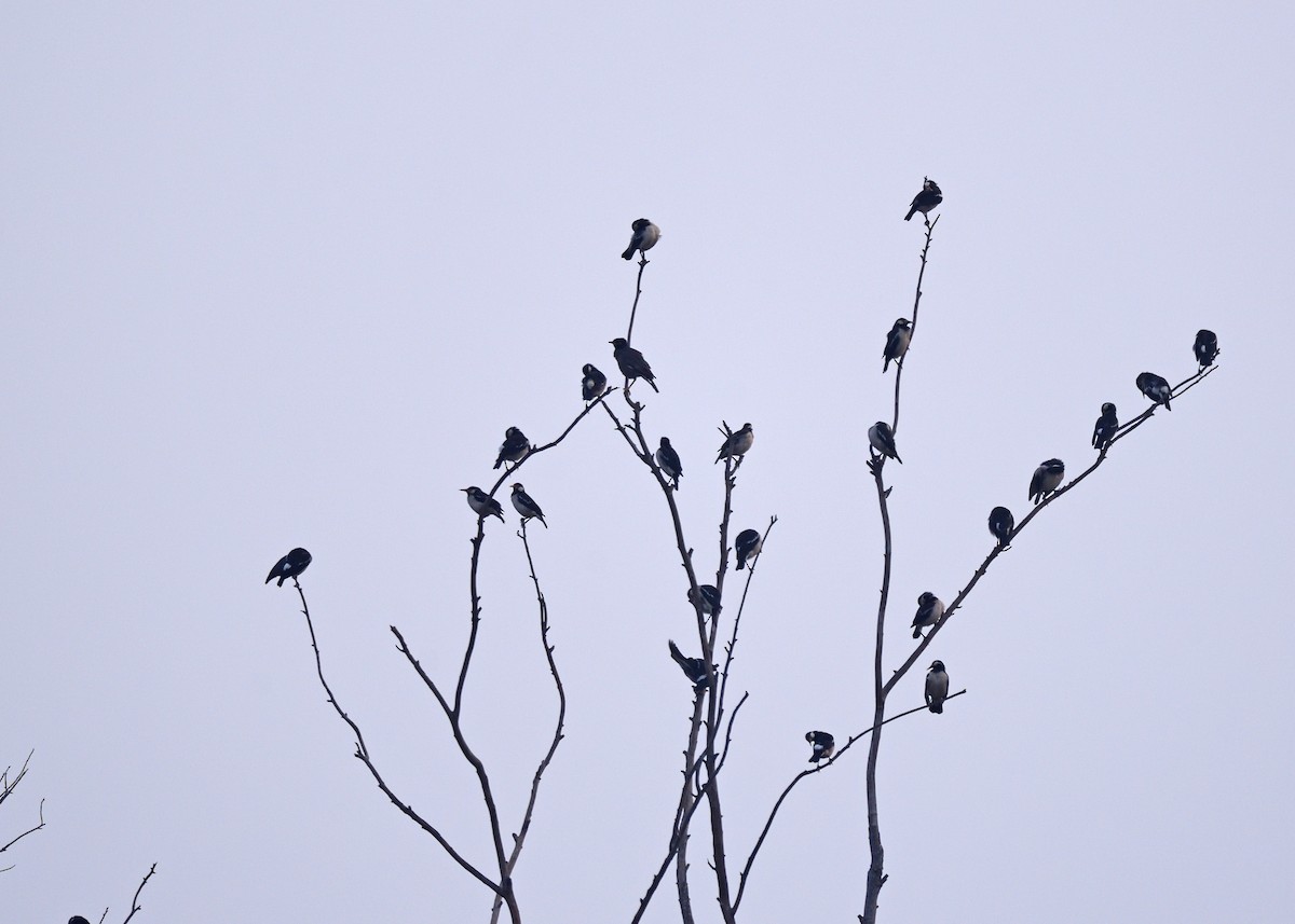 Indian Pied Starling - ML405274931