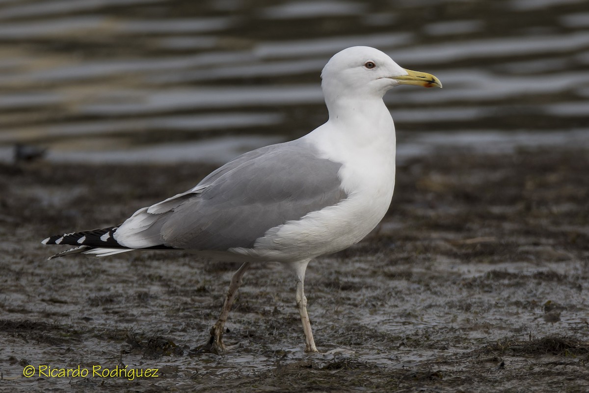 Caspian Gull - ML40527791