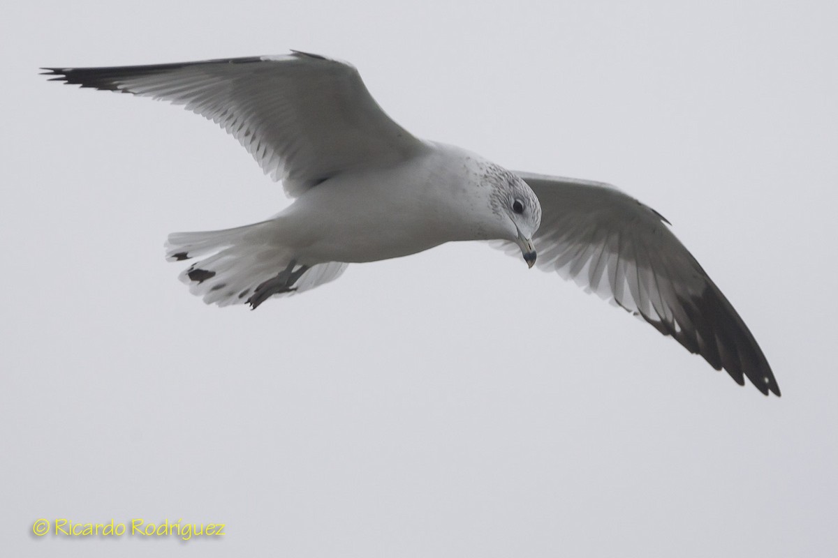 Ring-billed Gull - ML40527801