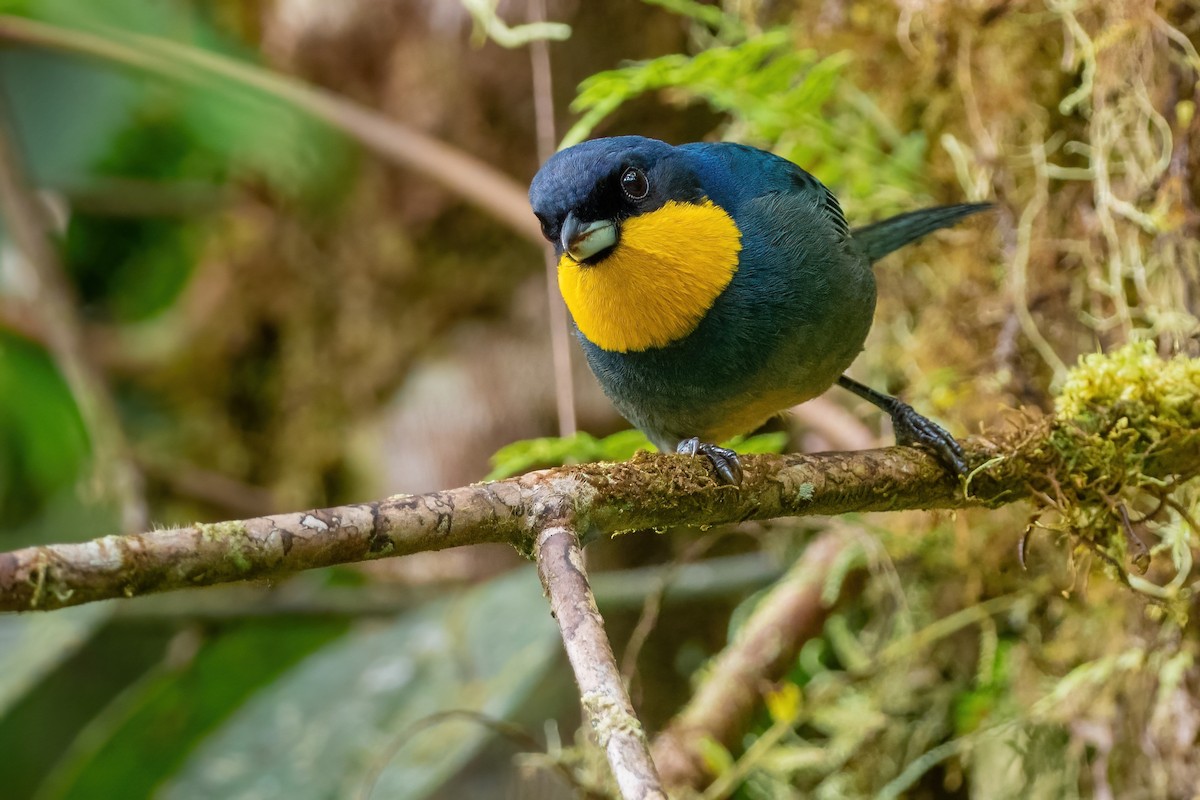 Purplish-mantled Tanager - ML405278351