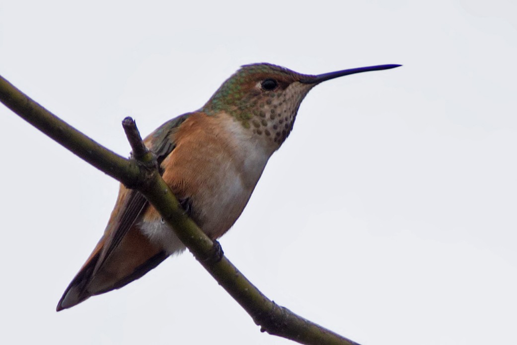 Rufous Hummingbird - ML40527861
