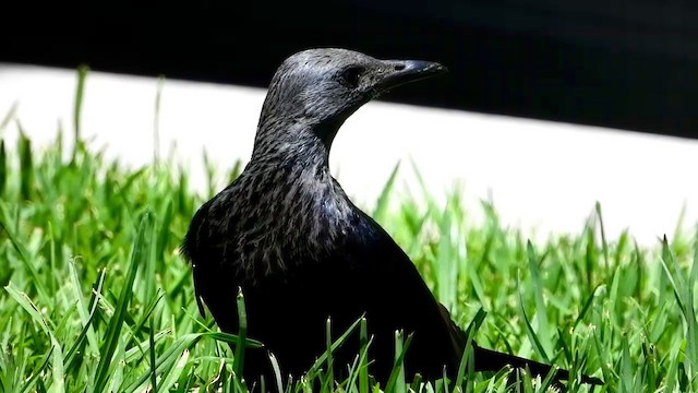 Red-winged Starling - ML405280481