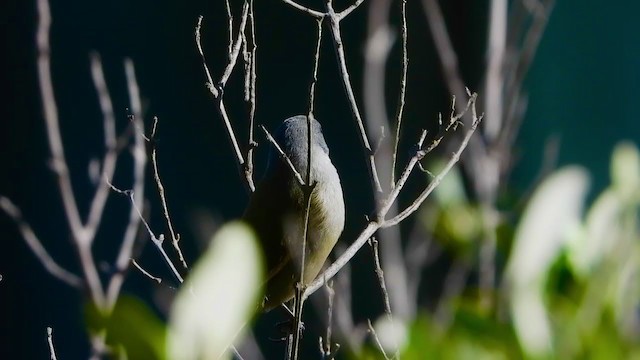 Swee Waxbill - ML405280591