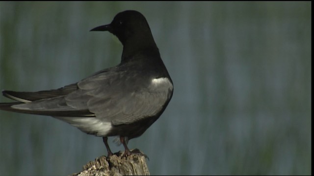 Guifette noire (surinamensis) - ML405282