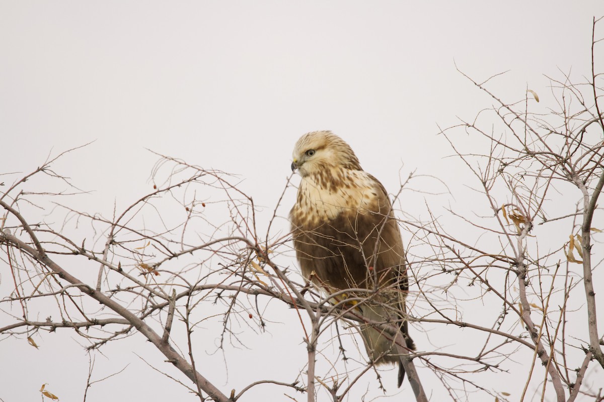 Rough-legged Hawk - ML405282731