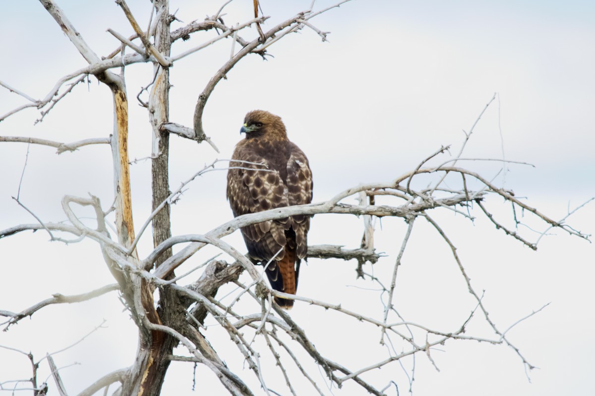 Red-tailed Hawk - ML405282751