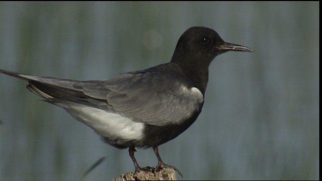 Guifette noire (surinamensis) - ML405283