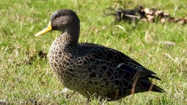 Yellow-billed Duck - ML405283061