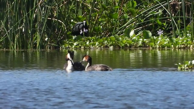 Great Crested Grebe - ML405284131