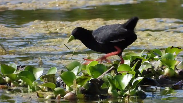 Polluela Negra Africana - ML405284651