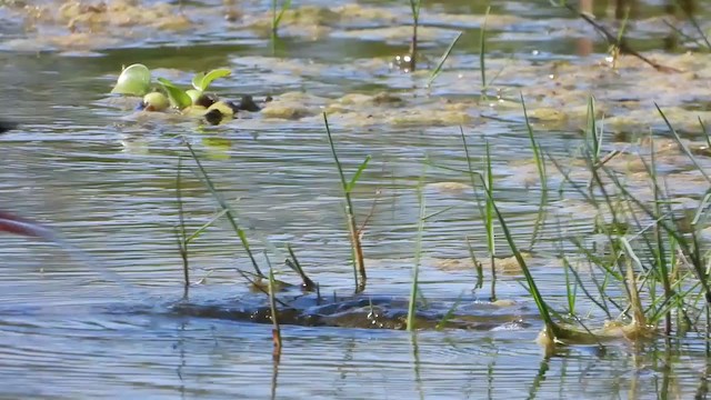 Polluela Negra Africana - ML405284851