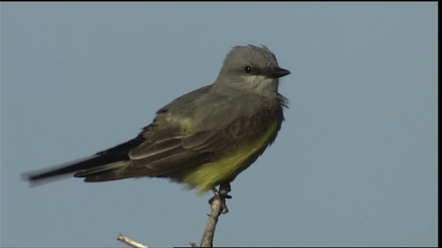 Western Kingbird - ML405285