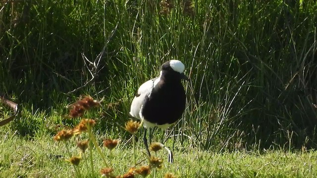 Blacksmith Lapwing - ML405285171