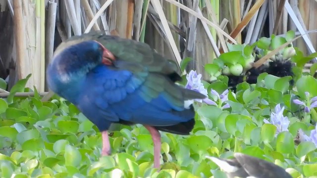 African Swamphen - ML405285311