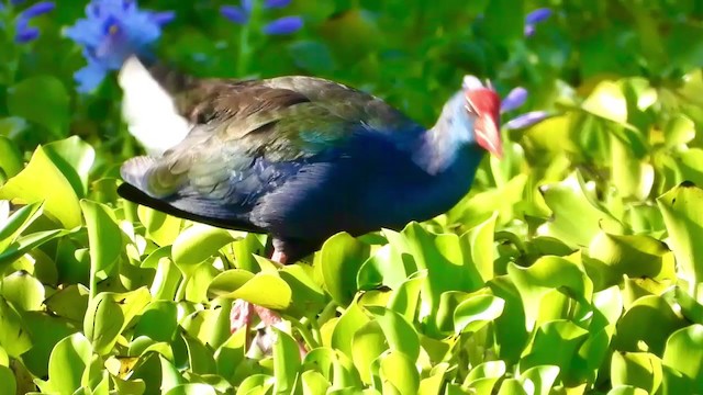 African Swamphen - ML405285631