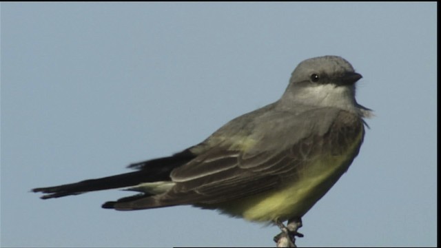 Western Kingbird - ML405286