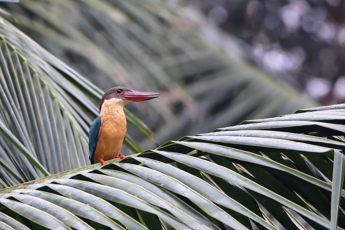 Stork-billed Kingfisher - ML405286121