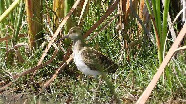 Greater Painted-Snipe - ML405286241