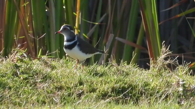 Three-banded Plover - ML405286351