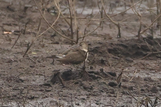 Цагаан сүүлт хөгчүү - ML405286361