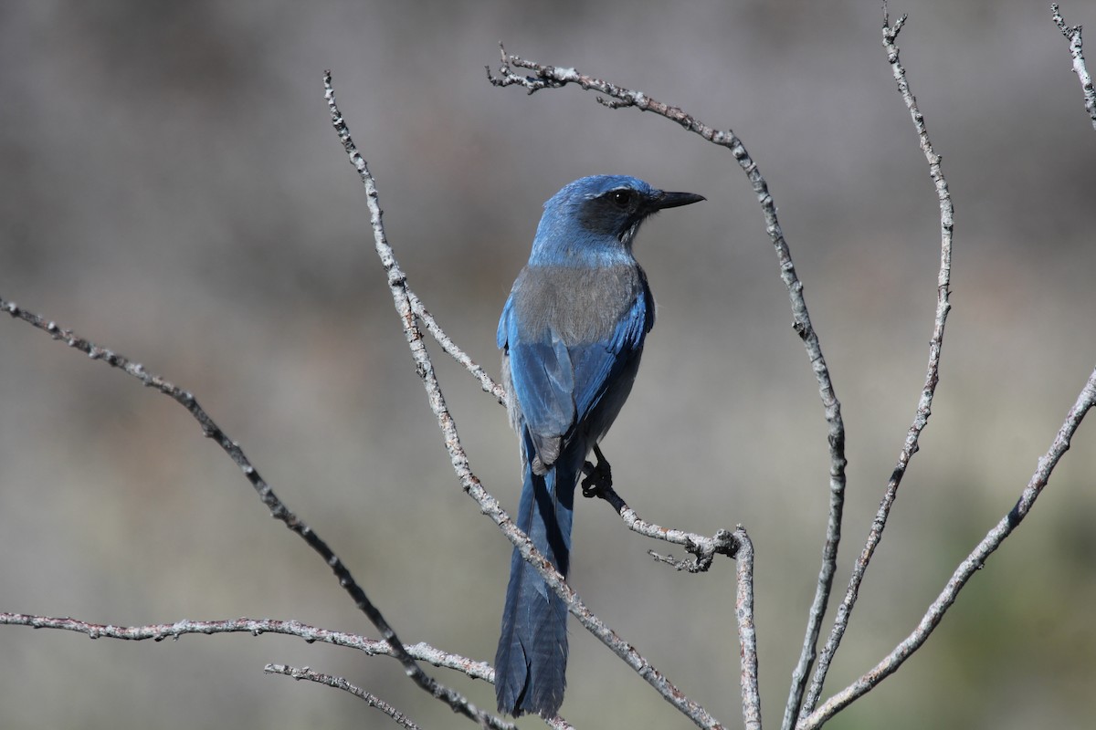 Woodhouse's Scrub-Jay - ML405286641