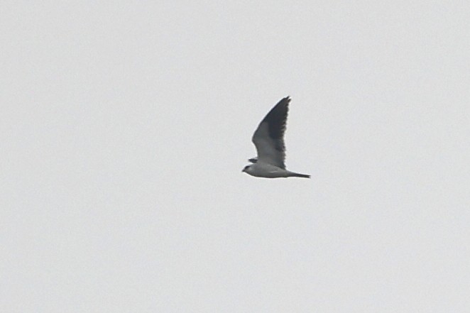 Black-winged Kite - ML405286741