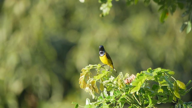 黃腹花蜜鳥 - ML405286811