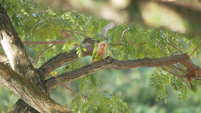 Lineated Barbet - ML405287311