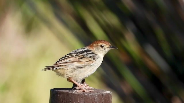 Levaillant's Cisticola - ML405287381