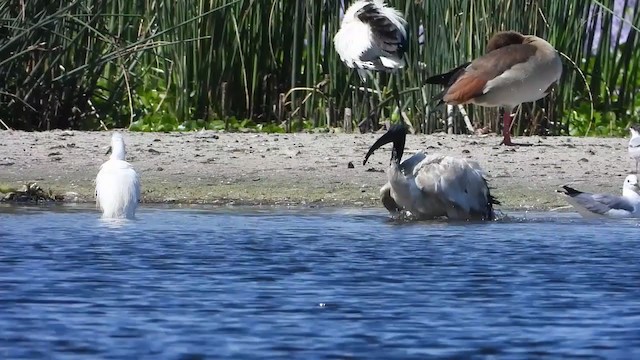 ibis posvátný - ML405287391