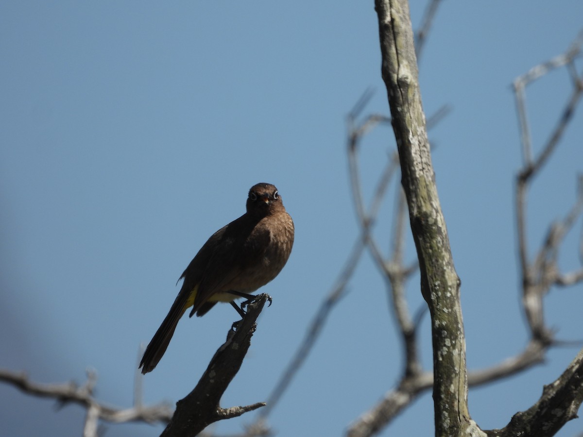 Cape Bulbul - ML405287531