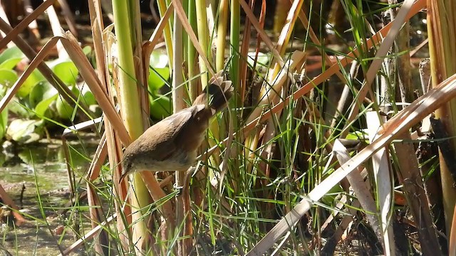 Lesser Swamp Warbler - ML405287541