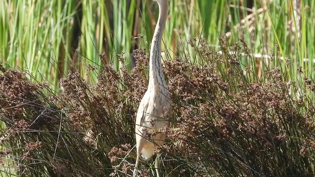 Purple Heron - ML405287661