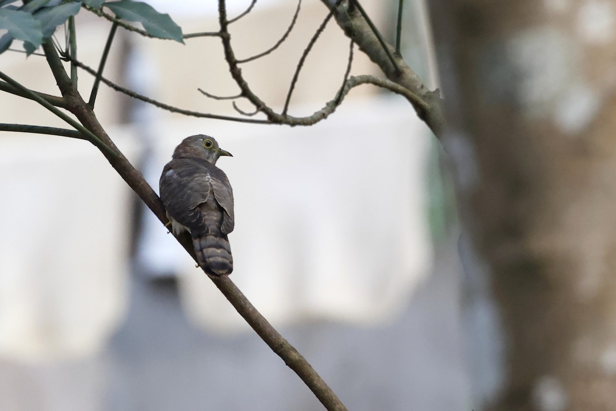 Common Hawk-Cuckoo - ML405287791