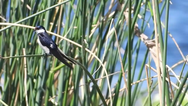 Golondrina Gorjiblanca - ML405287841