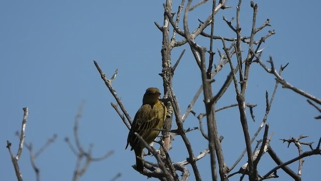 Cape Weaver - ML405287931