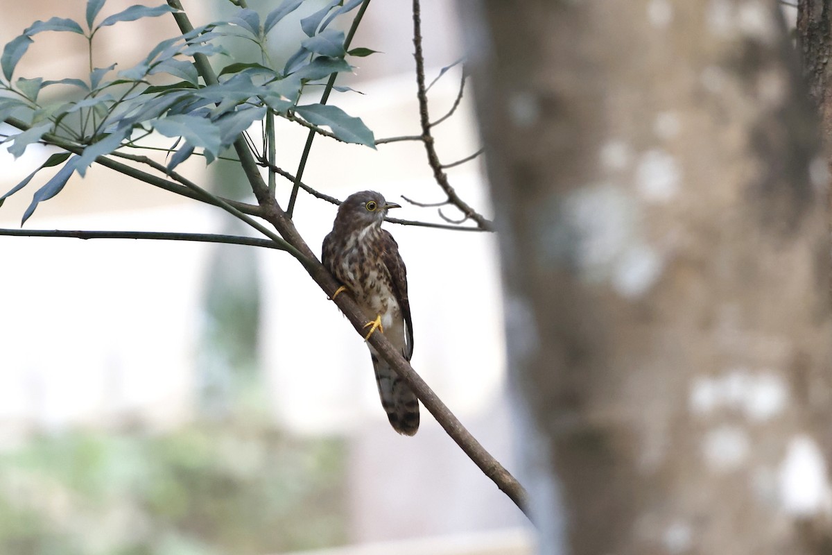 Common Hawk-Cuckoo - ML405288411