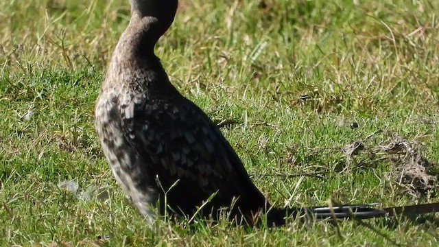 Cormoran africain - ML405289001