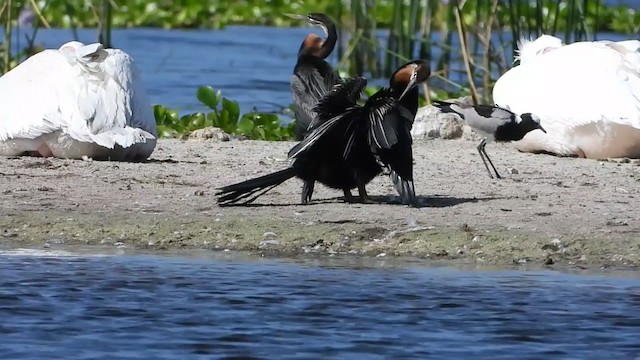 Afrika-Schlangenhalsvogel - ML405289171