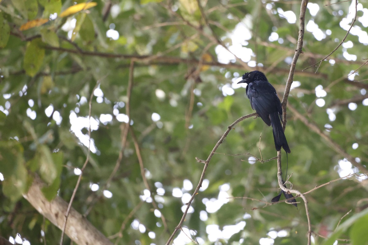 Greater Racket-tailed Drongo - ML405289421
