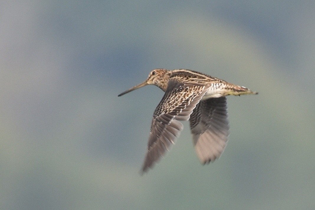 Common Snipe - Dr Mohammed Umer  Sharieff