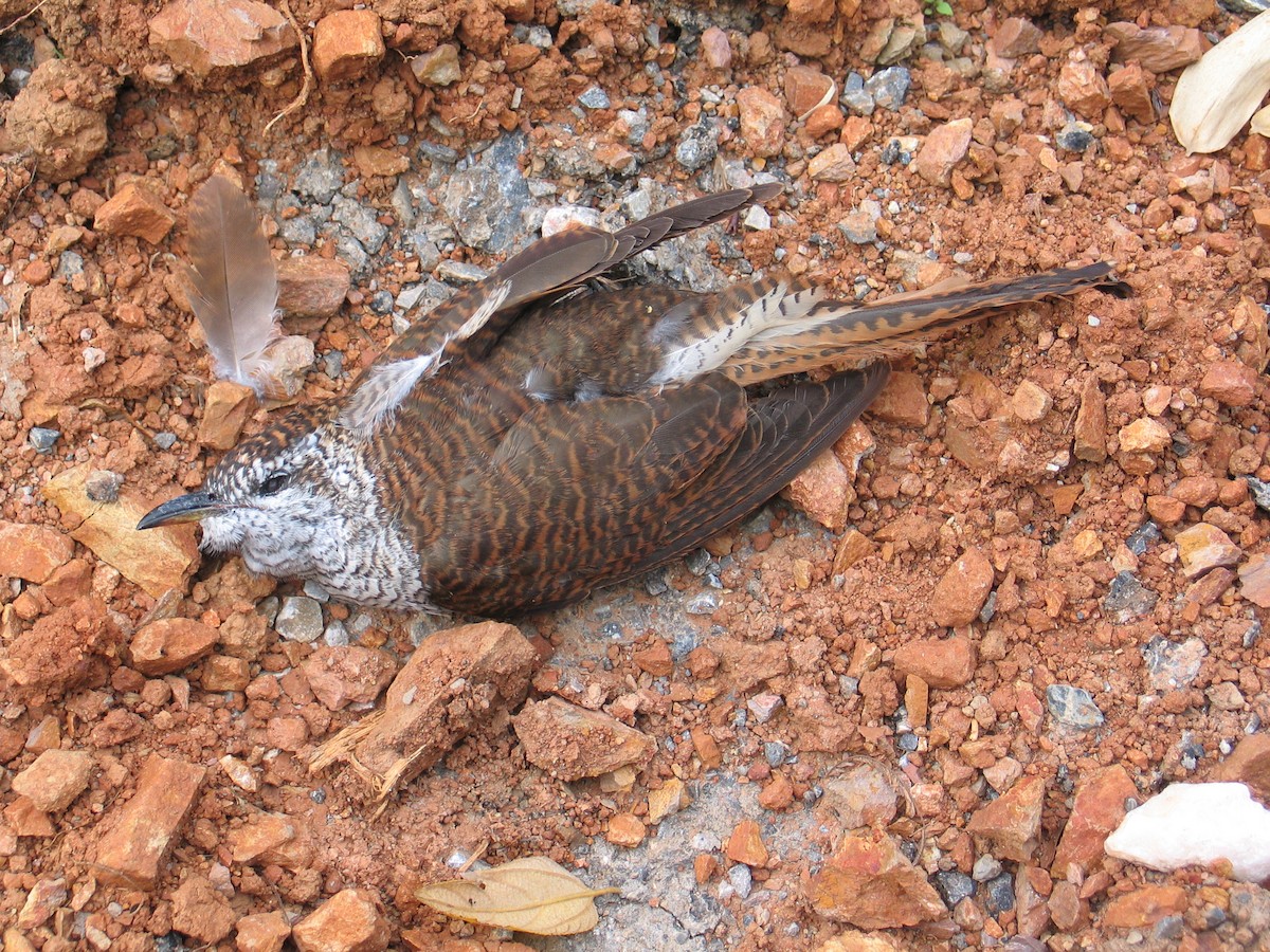 Banded Bay Cuckoo - ML405290911