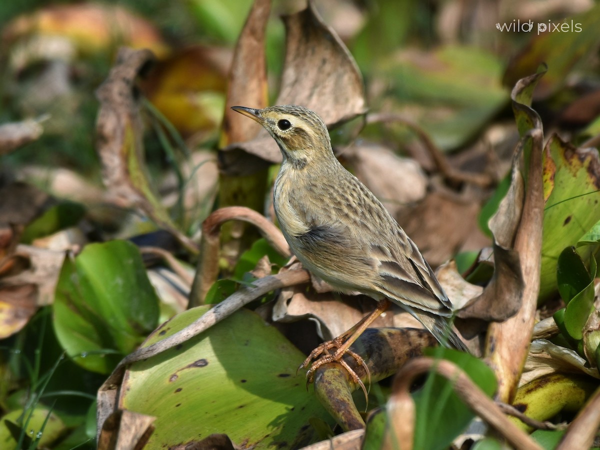 Paddyfield Pipit - ML405291121