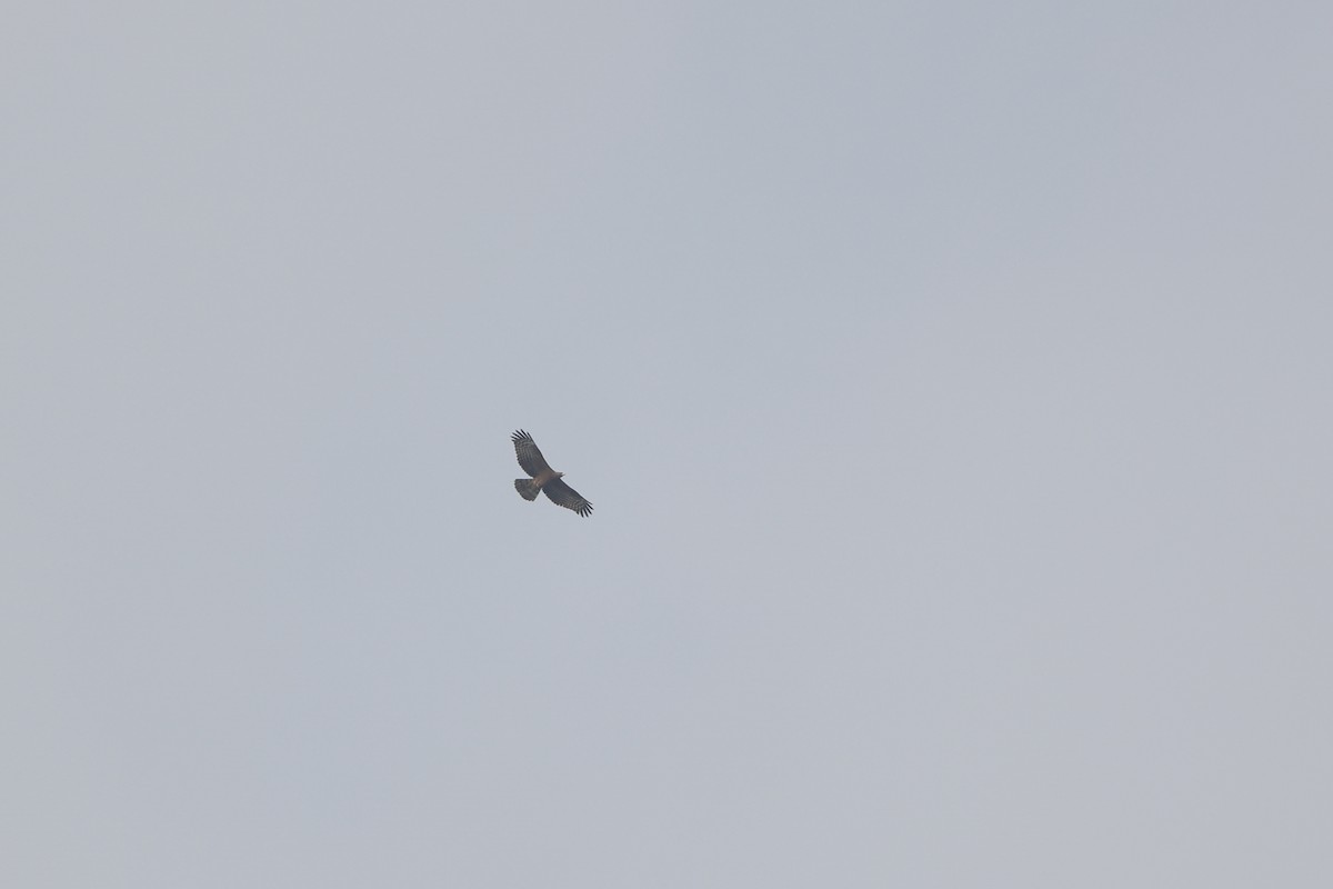 Согсоот гоорбис - ML405291151