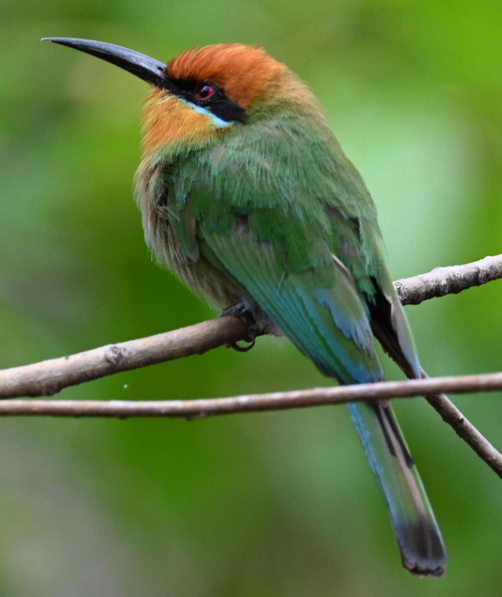 Böhm's Bee-eater - ML405292231