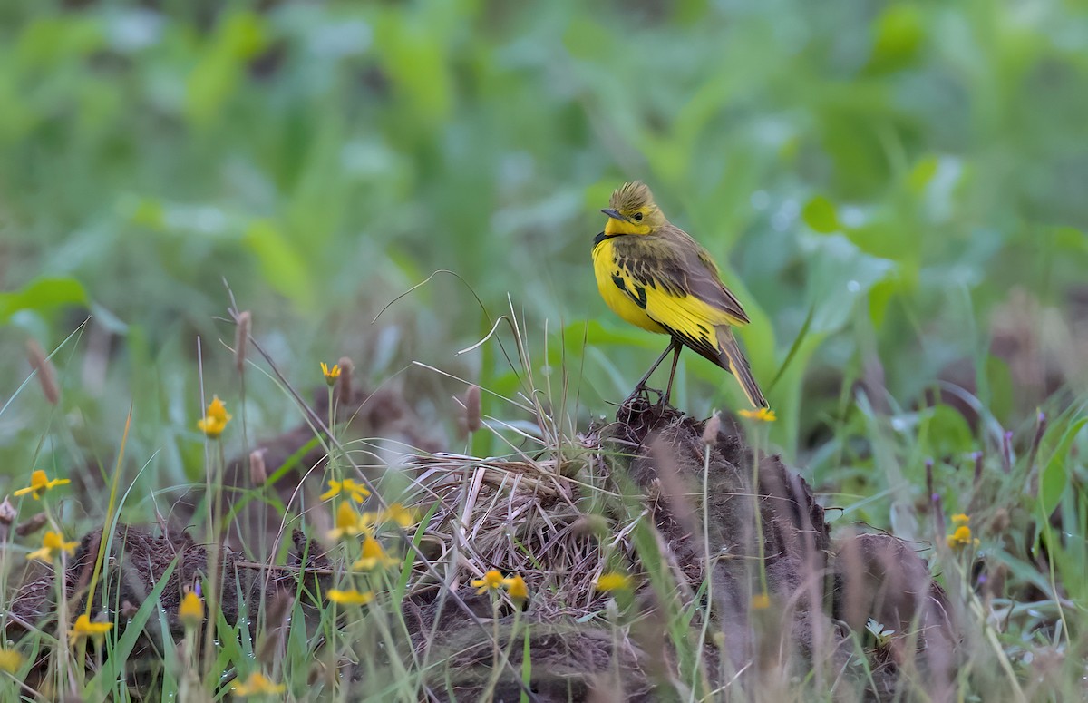 Golden Pipit - Robert Graham